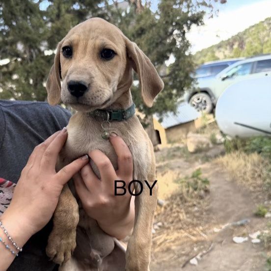 Mountain Cur