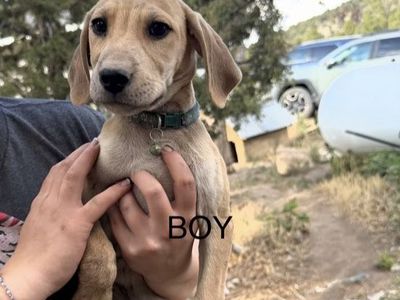 Mountain Cur