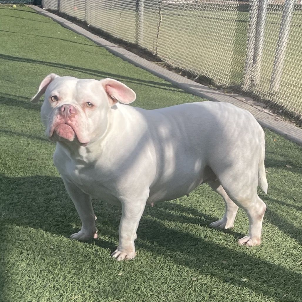 Hello my name is The Missus