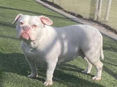 Hello my name is The Missus