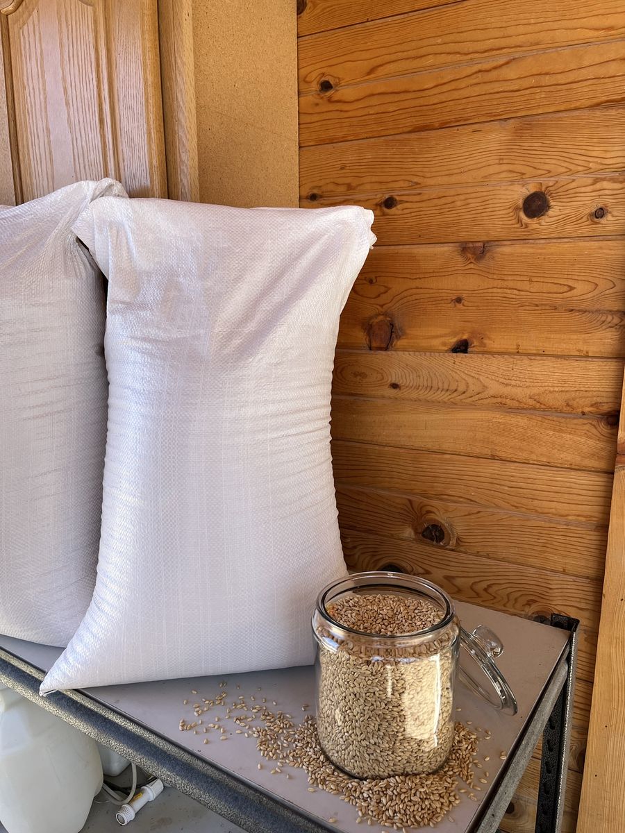 Hard White Wheat