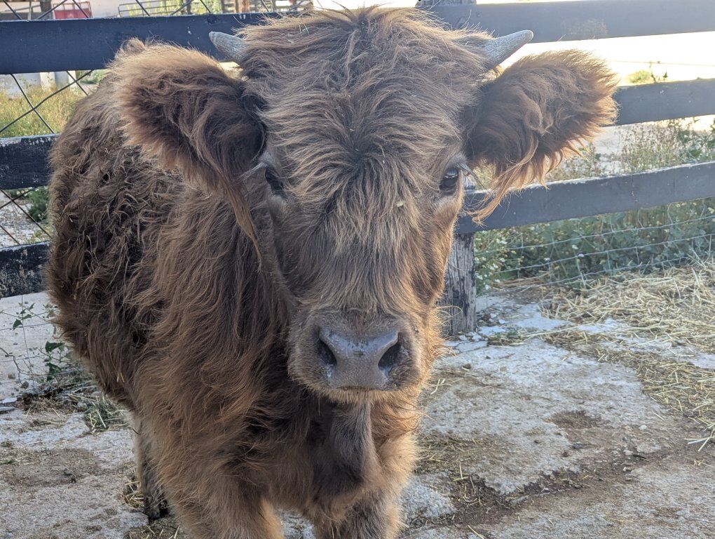Registered Highland Heifer