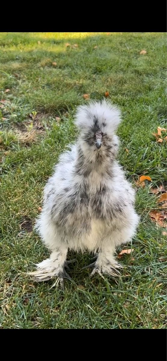 Silkie chicken