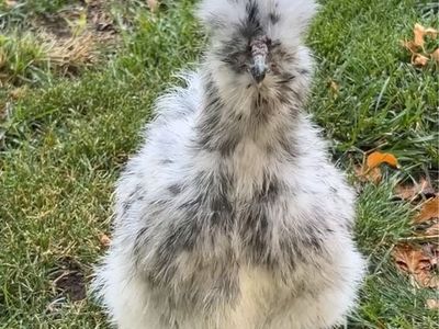 Silkie chicken