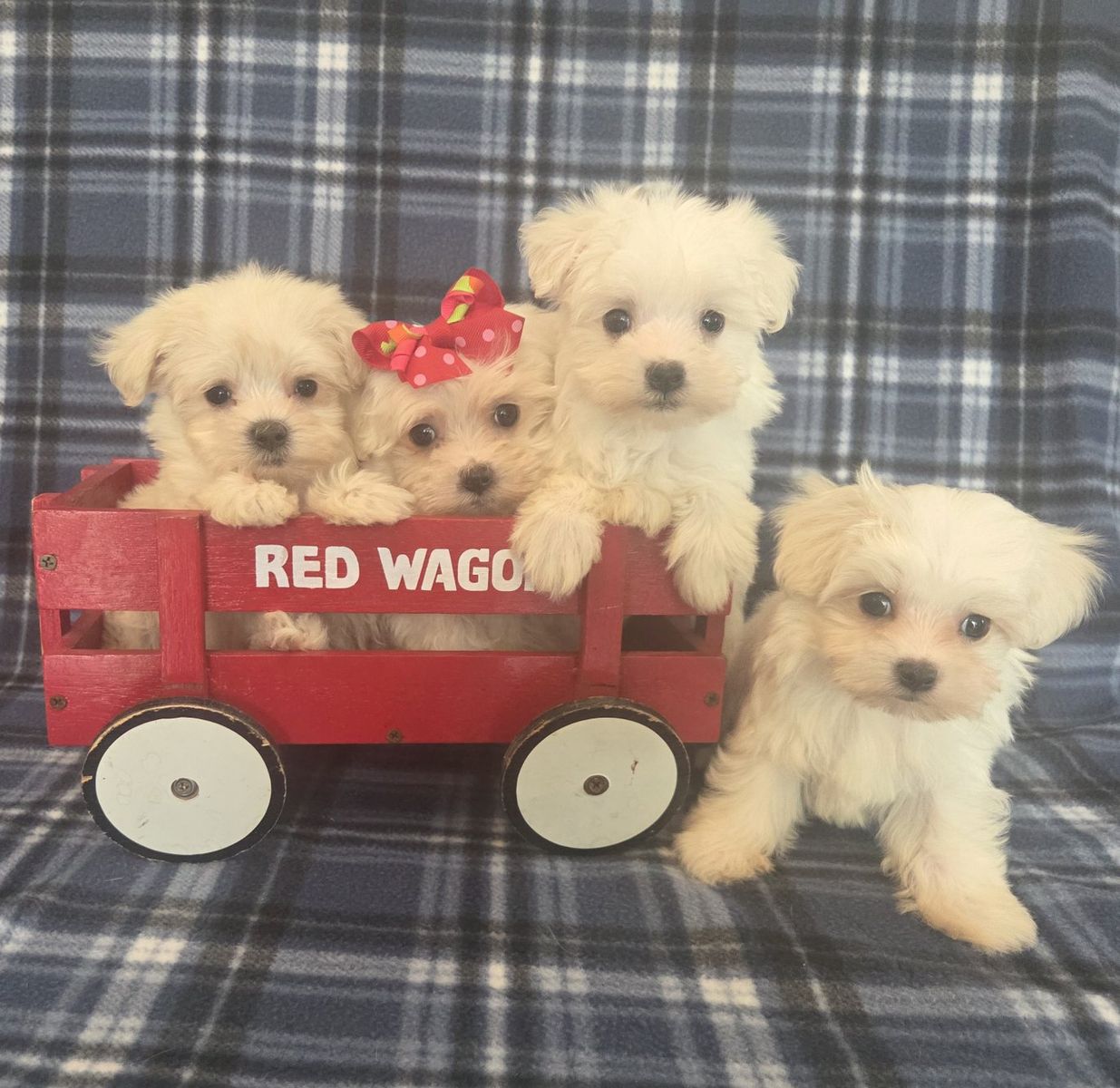 Gorgeous Purebred Maltese Puppies 