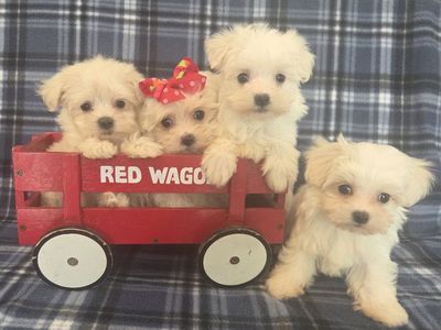 Gorgeous Purebred Maltese Puppies