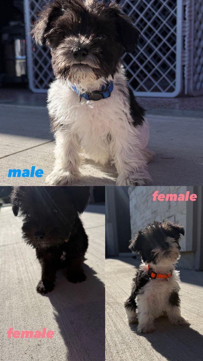 Adorable Miniature Schnauzers