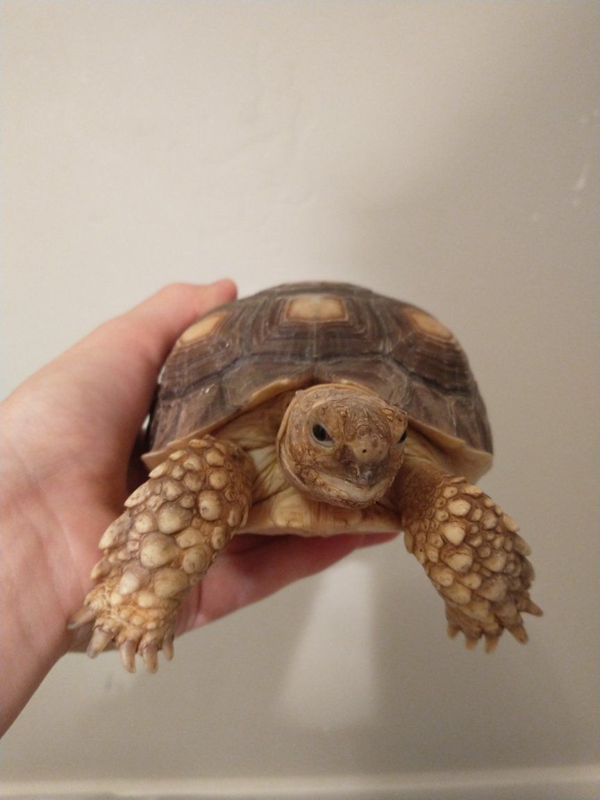 Sulcata Tortoise + full set up