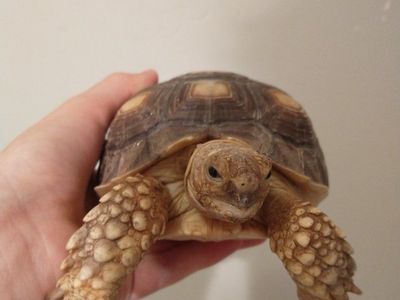 Sulcata Tortoise + full set up