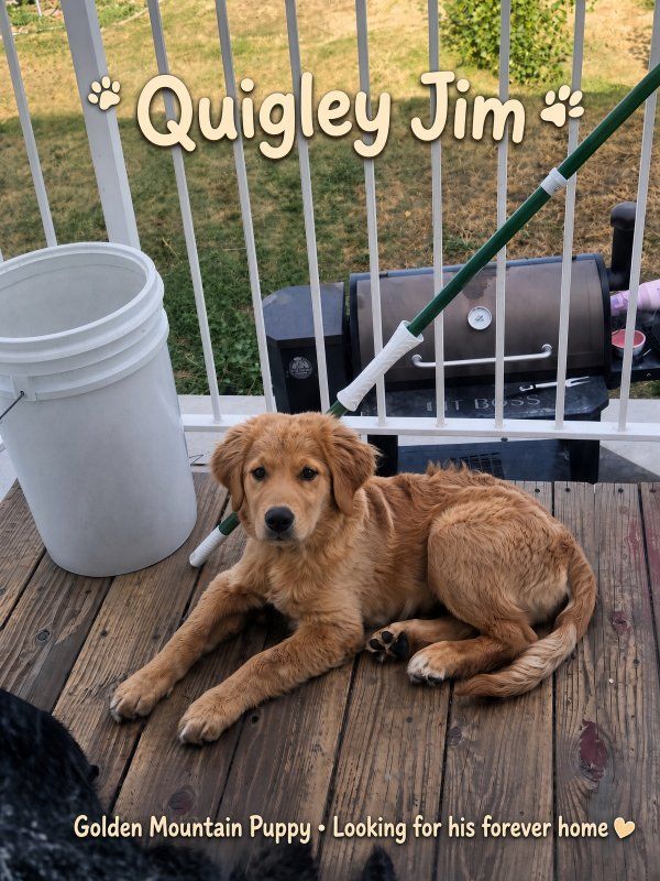 Golden Mountain Retreiver puppy