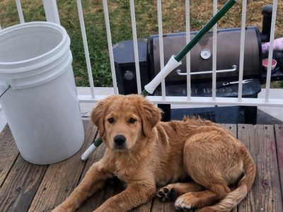 Golden Mountain Retreiver puppy