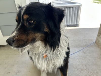 Australian Shepherd for sale