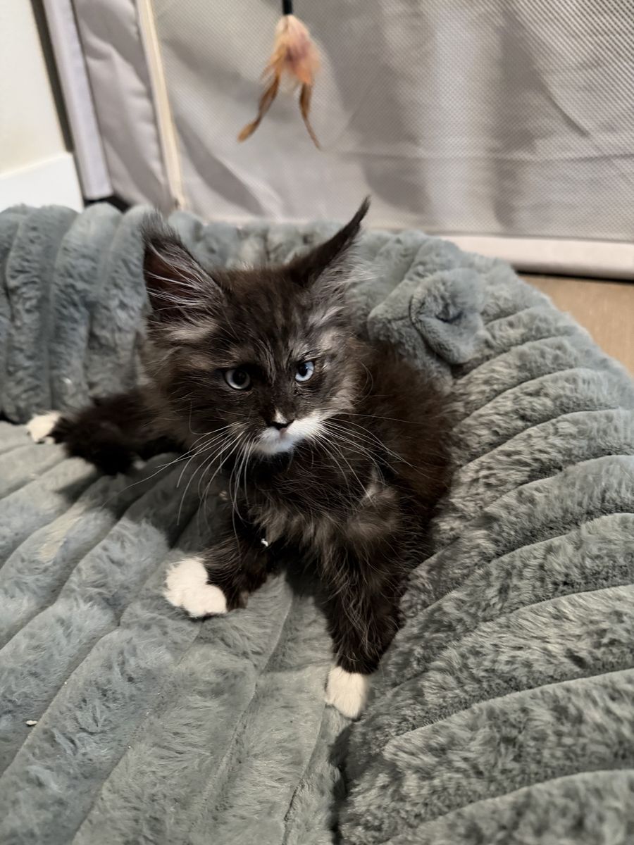 Maine Coon Kitten - Sapphire