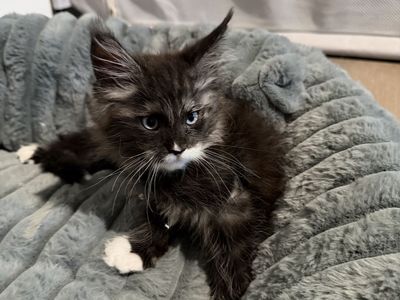Maine Coon Kitten - Sapphire