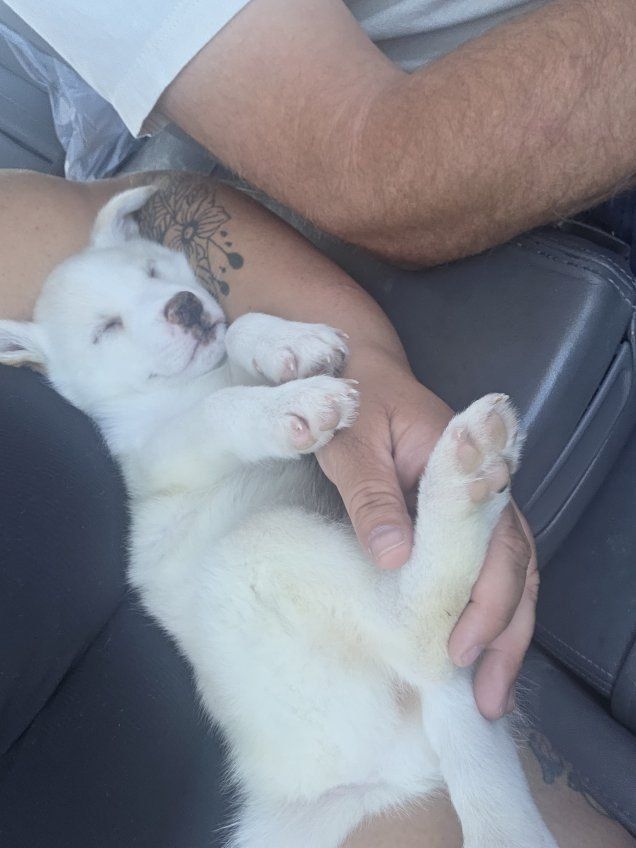 Adorable Puppies Ready for New Homes - Various Colors huskys