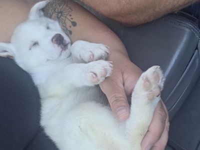 Adorable Puppies Ready for New Homes - Various Colors huskys