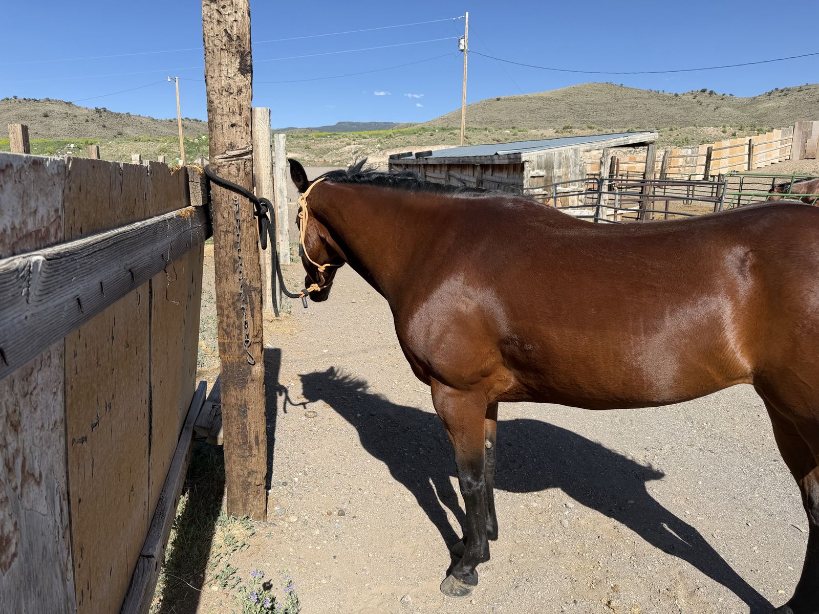 8 year old bay mare