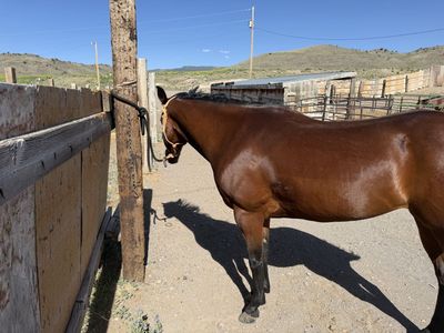 8 year old bay mare