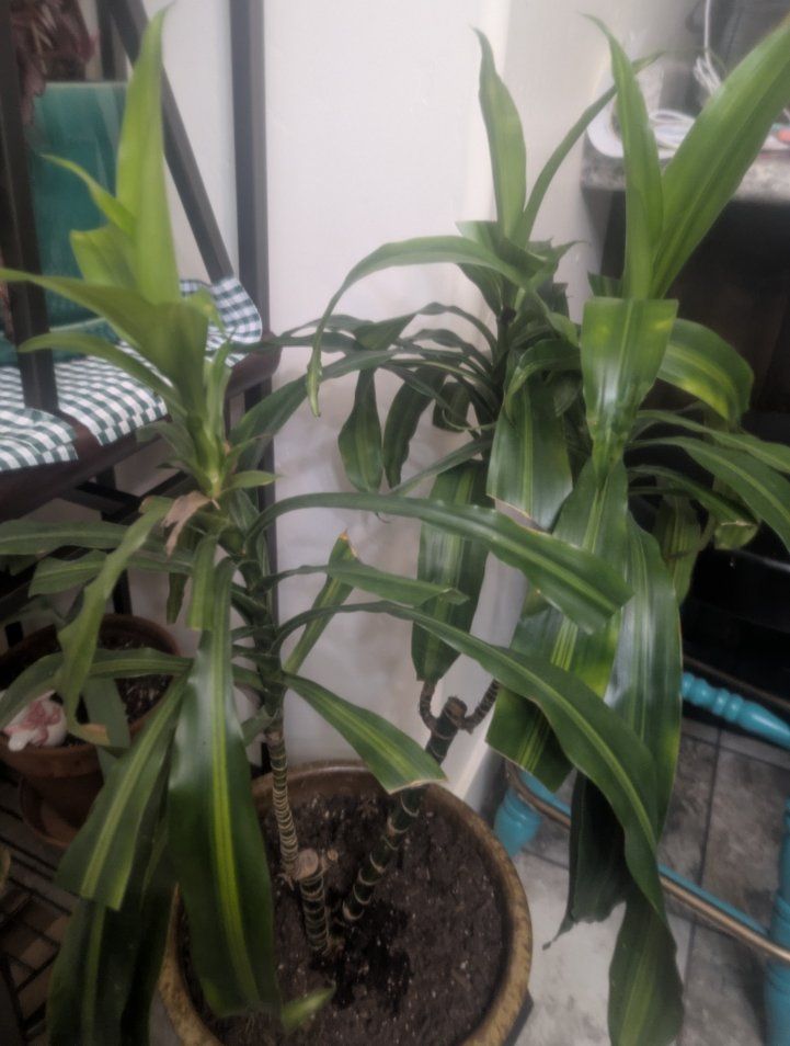 FREE indoor plant