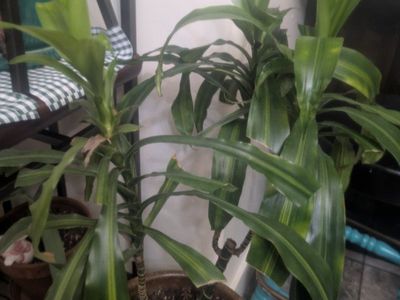 FREE indoor plant