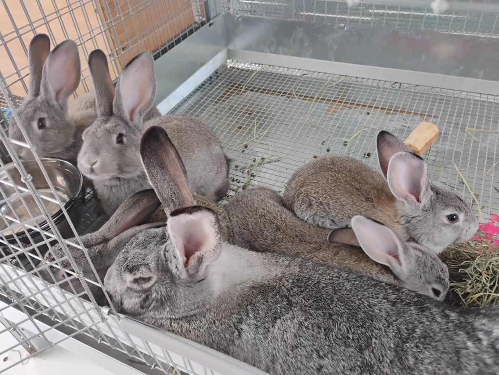 American Chinchilla Rabbits