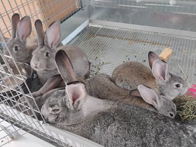 American Chinchilla Rabbits