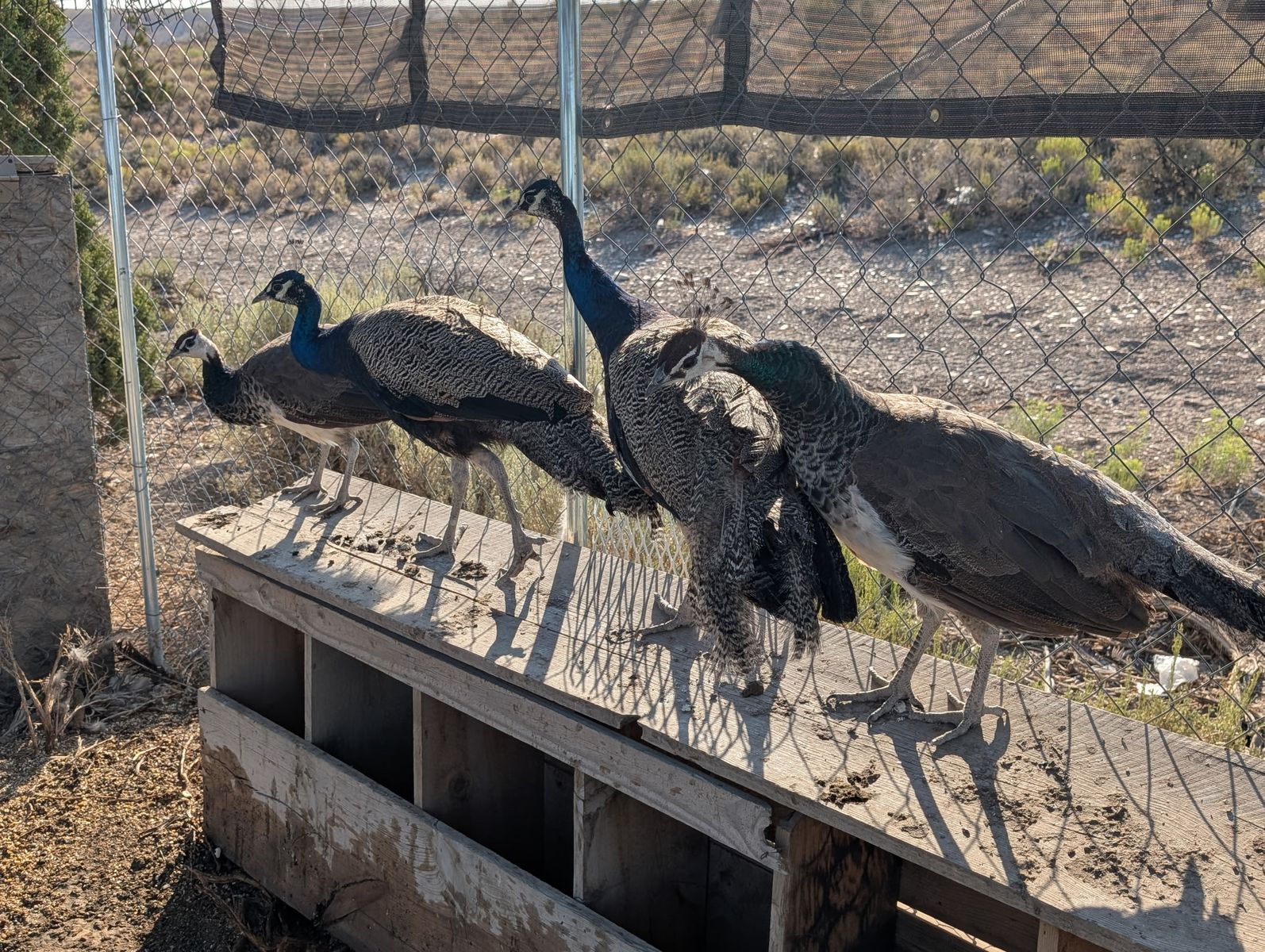 Peafowl pairs