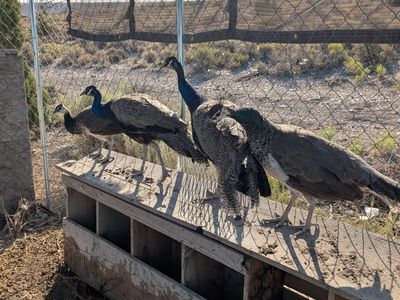 Peafowl pairs