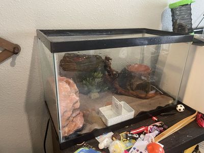 Female Adult Leopard Gecko with 15 Gallon Tank