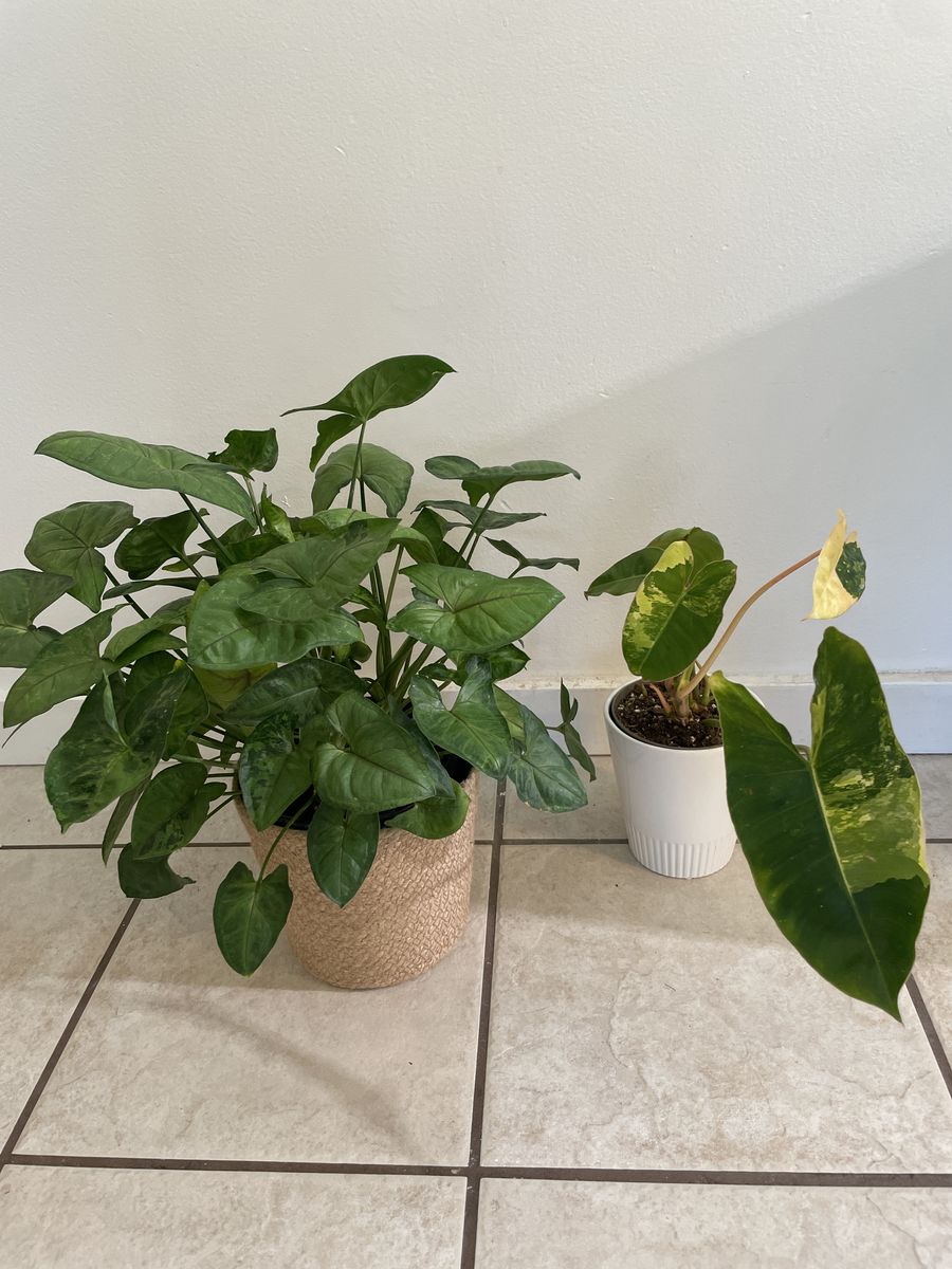 Syngonium Berry Allusion and Variegated Burle Marx