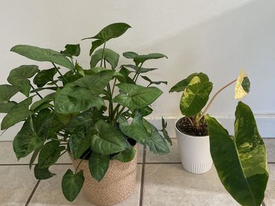 Syngonium Berry Allusion and Variegated Burle Marx