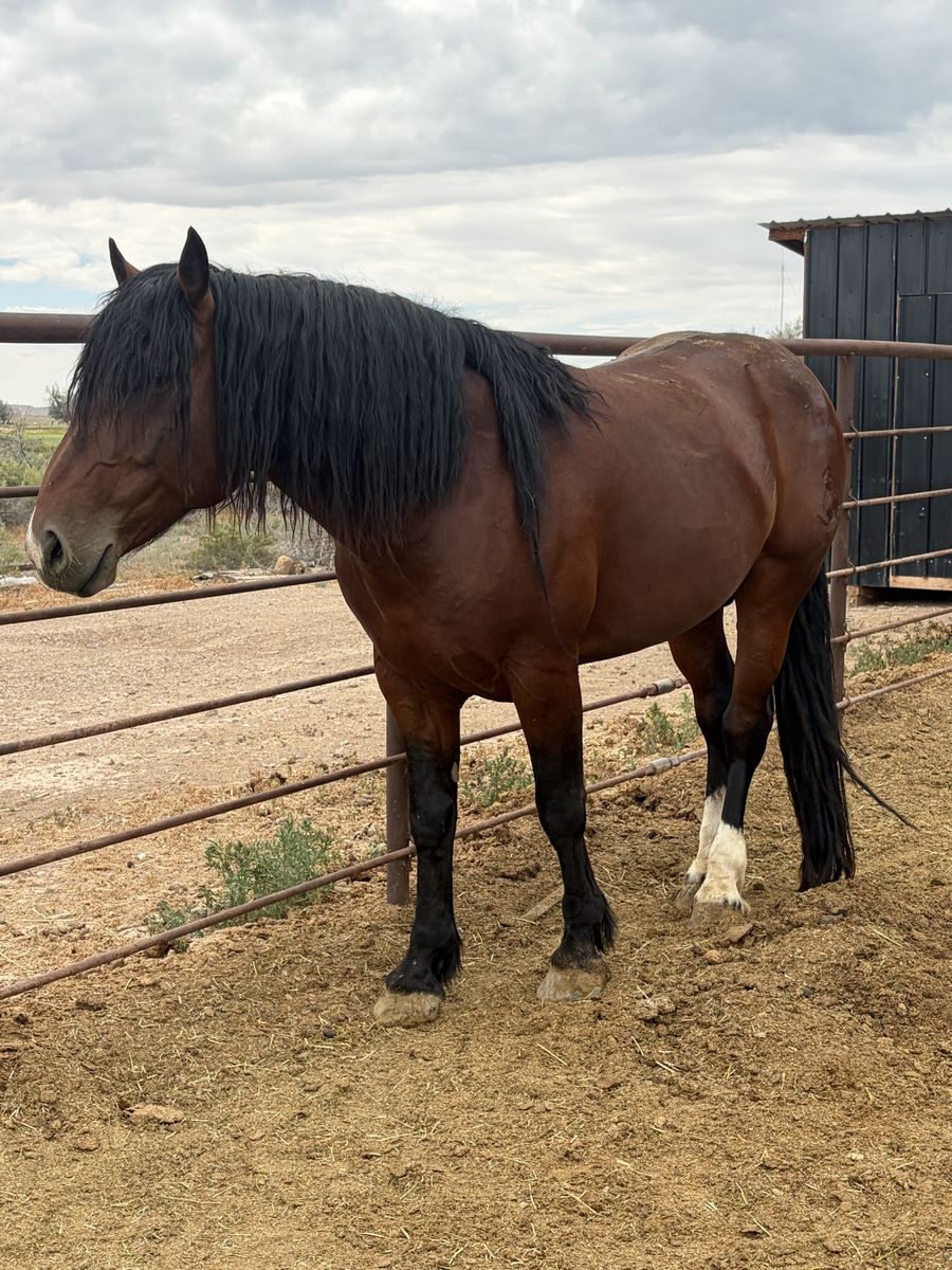 Many Horses Available