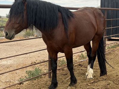 Many Horses Available
