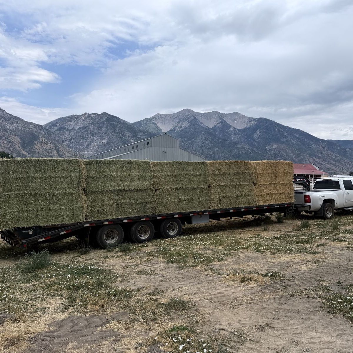 3x4x8 2nd Crop Hay
