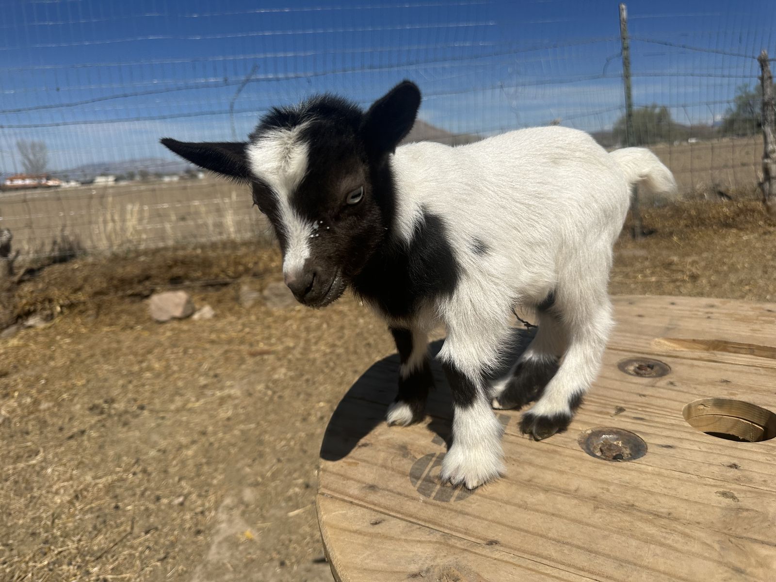 Blue Eyed Nigerian Dwarf Buckling