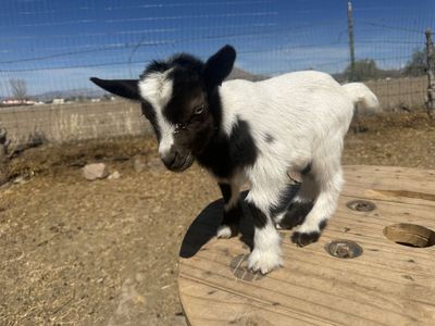 Blue Eyed Nigerian Dwarf Buckling
