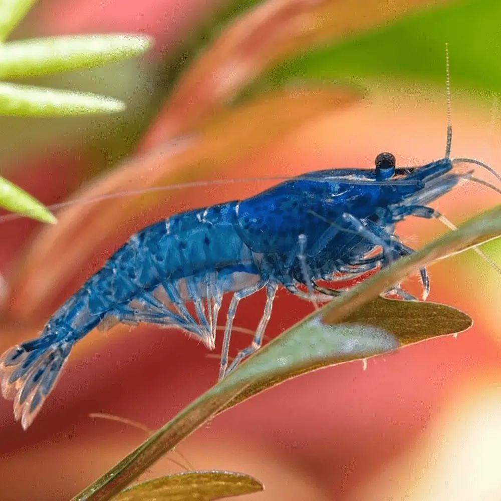 Cherry/Rainbow Shrimp - Freshwater Aquarium Shrimp