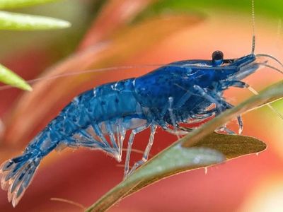 Cherry/Rainbow Shrimp - Freshwater Aquarium Shrimp