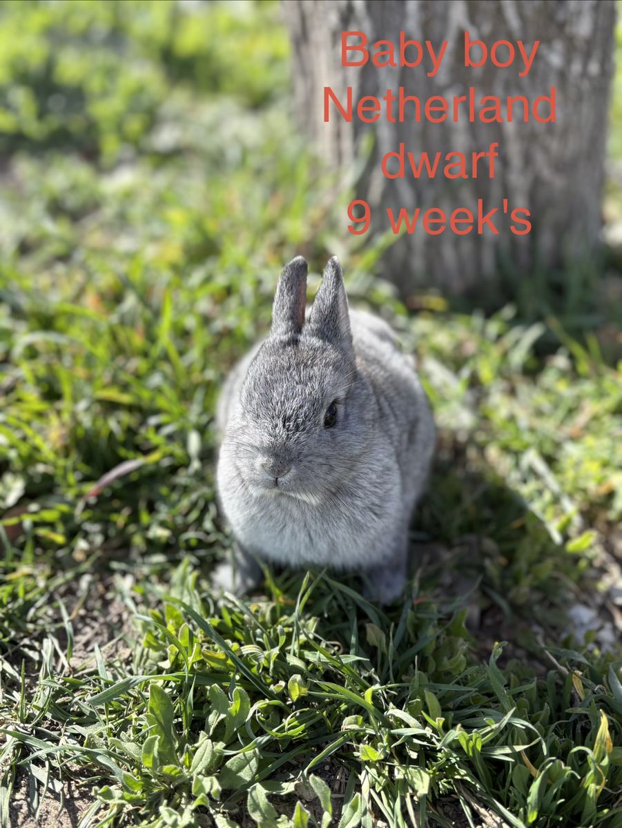 Netherland Dwarf Boy