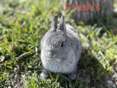 Netherland Dwarf Boy