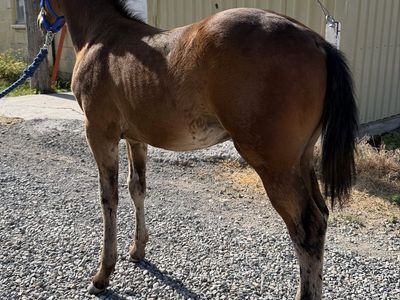 Good Looking 2/3 registered AQHA Colt
