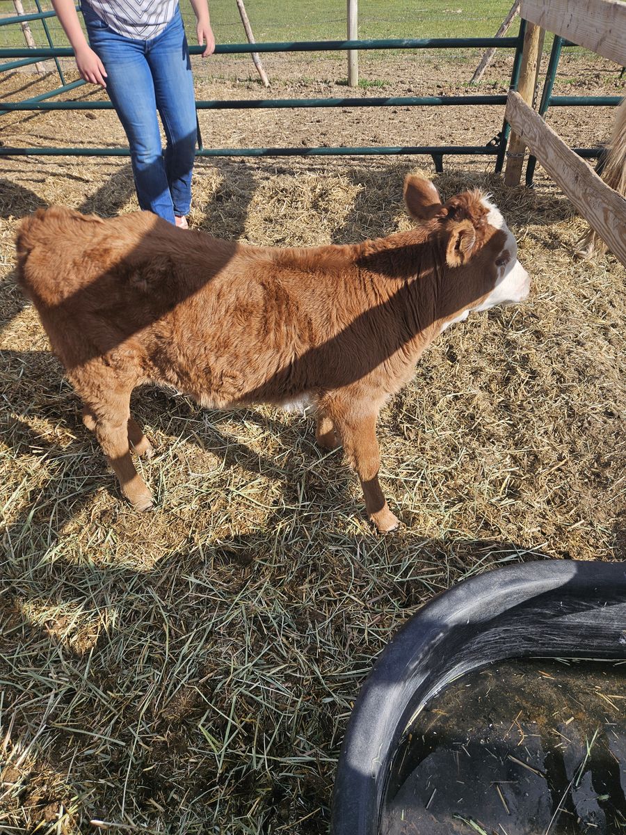 mini hereford