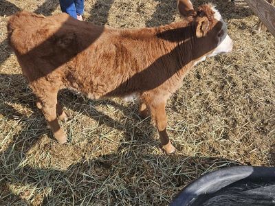 mini hereford