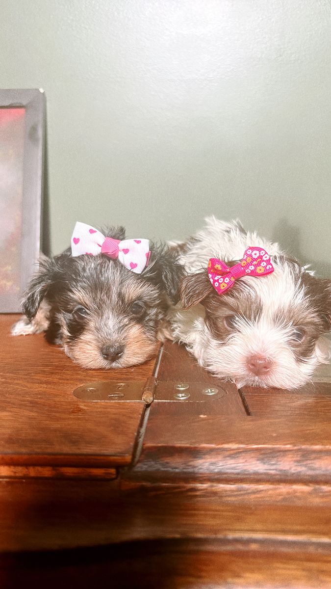 Yorkie puppies