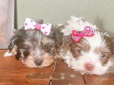 Yorkie puppies
