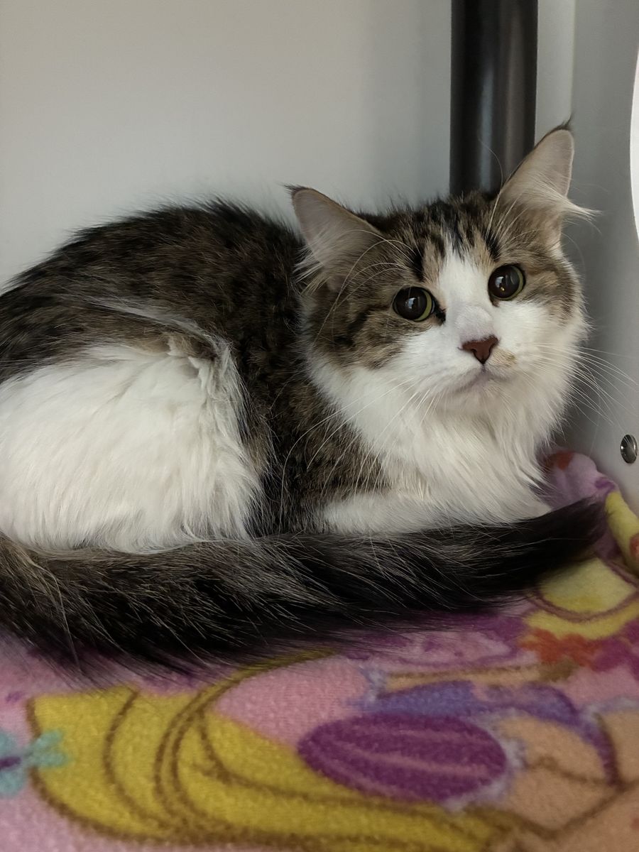 A161969 Mama is Available for Adoption!
