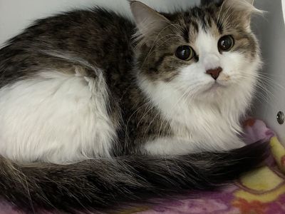 A161969 Mama is Available for Adoption!