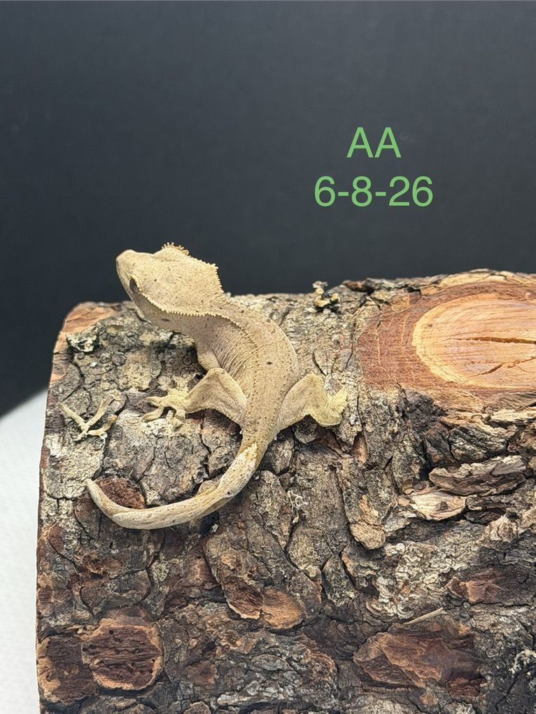 Main image 5