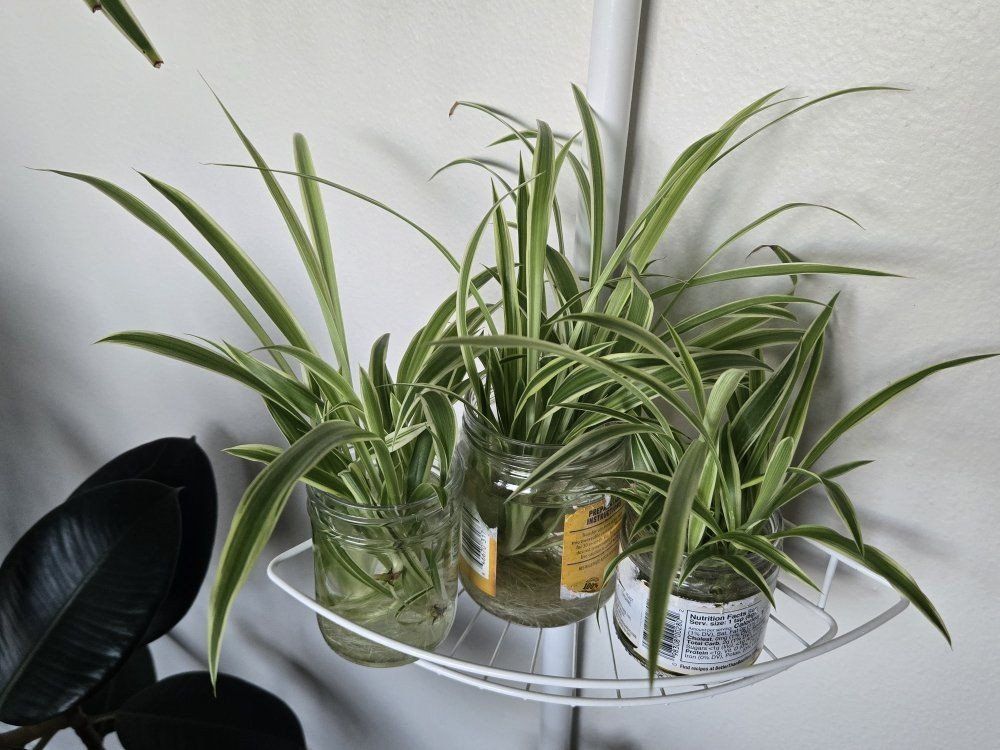 Spider Plants