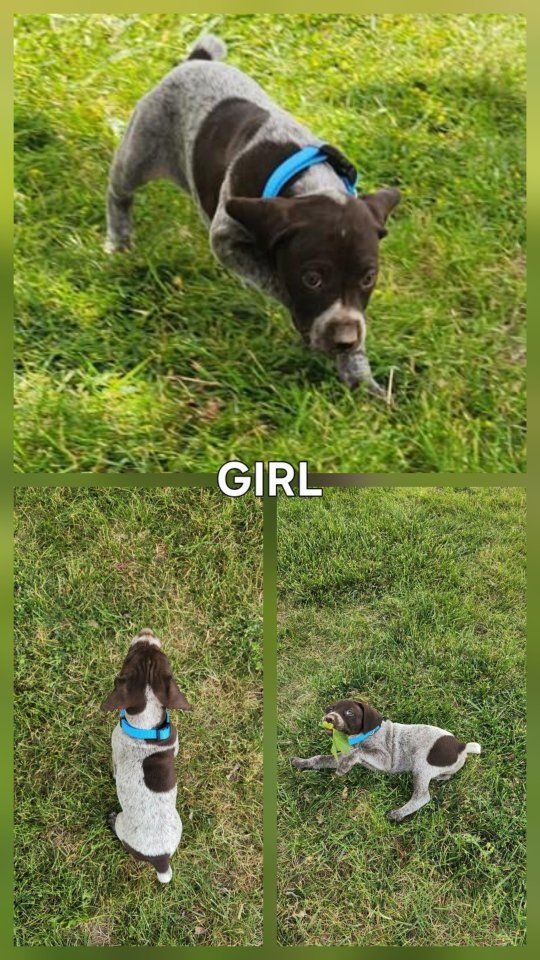 German Shorthaired Pointer Puppy